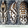 melitaea didyma pupa2 talgi2